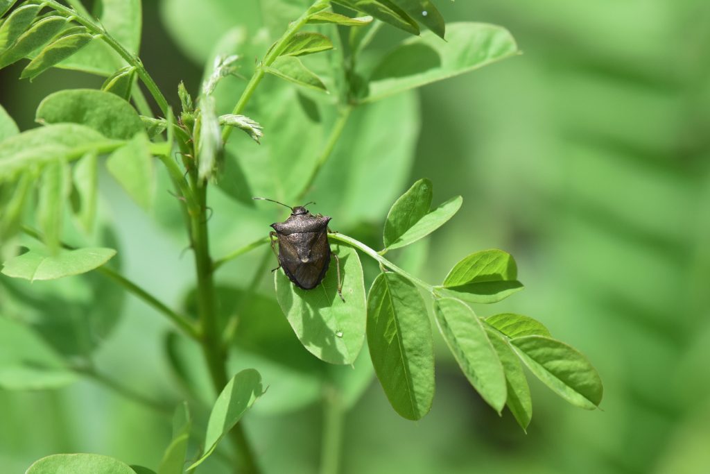 新築なのに虫が 対策方法や出やすい虫別の特徴 退治法もご紹介 はれ暮らし ジョンソンホームズ